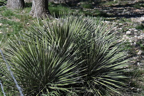 Yucca constricta