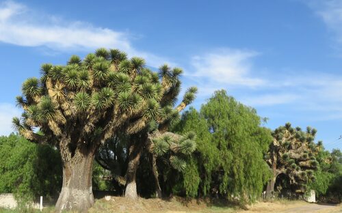 Yucca filifera — photo