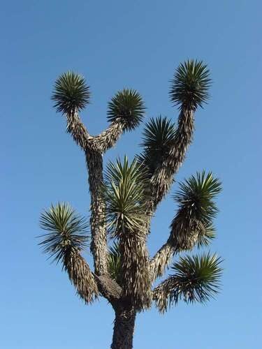 Yucca filifera — photo