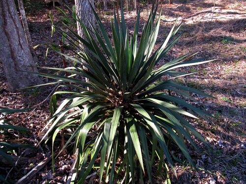 Yucca recurvifolia (Curve-leaf yucca) — photo