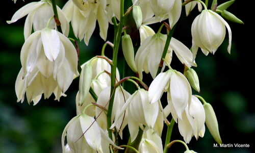 Yucca recurvifolia