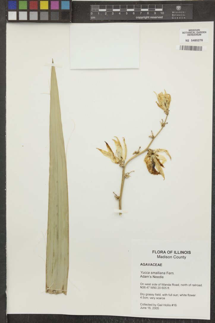 Yucca smalliana (Adam's Needle) — photo