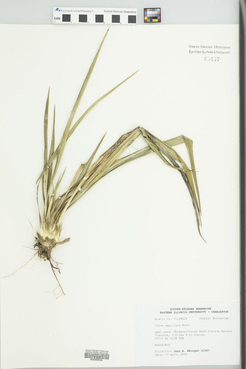 Yucca smalliana (Adam's Needle) — photo