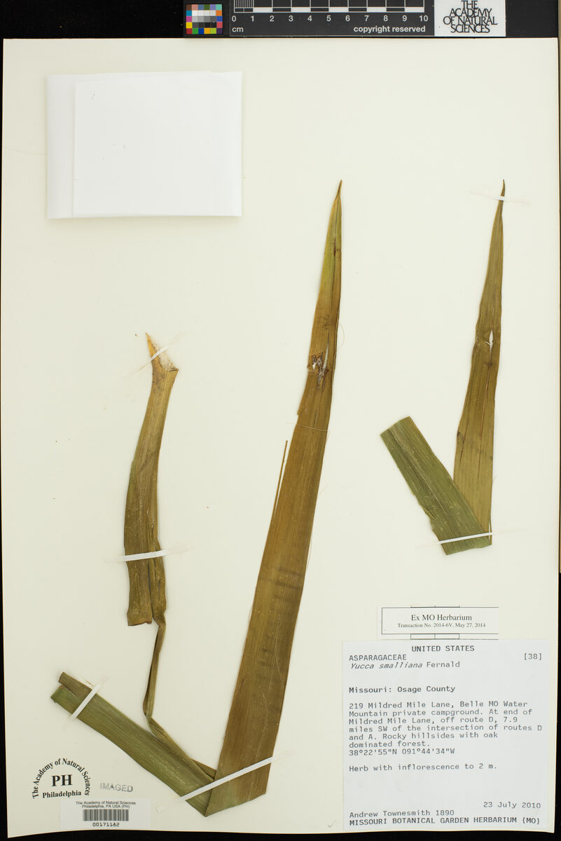 Yucca smalliana