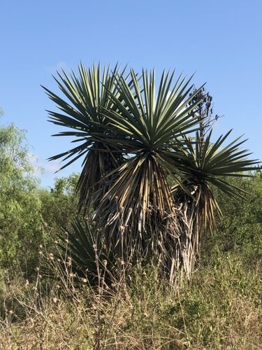 Yucca treculiana (Torrey’s yucca or Spanish dagger) — photo