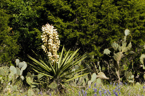 Yucca treculiana (Torrey’s yucca or Spanish dagger) — photo