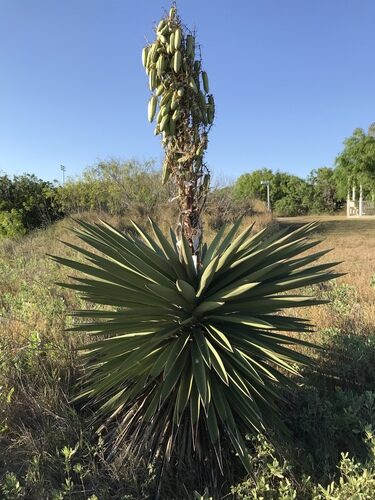 Yucca treculiana