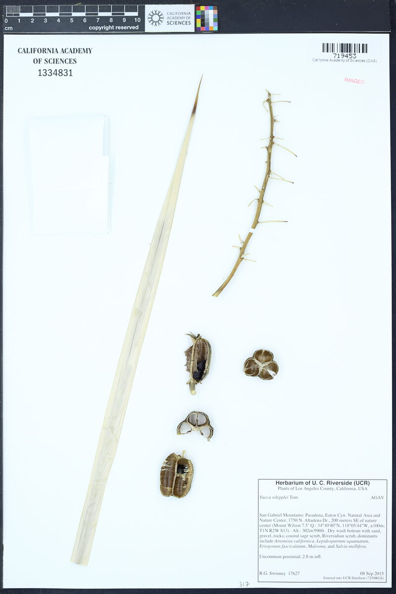 Yucca whipplei