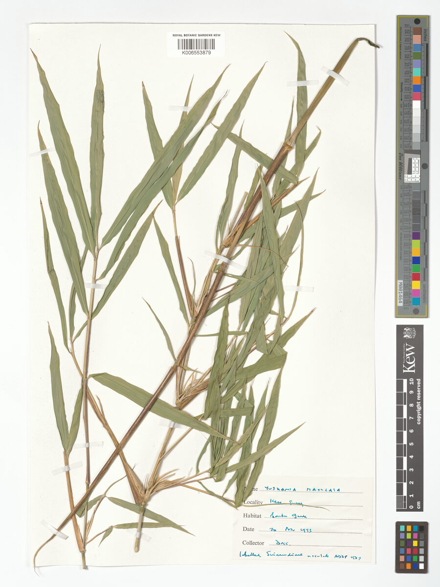 Yushania maculata (Maculata bamboo) — photo