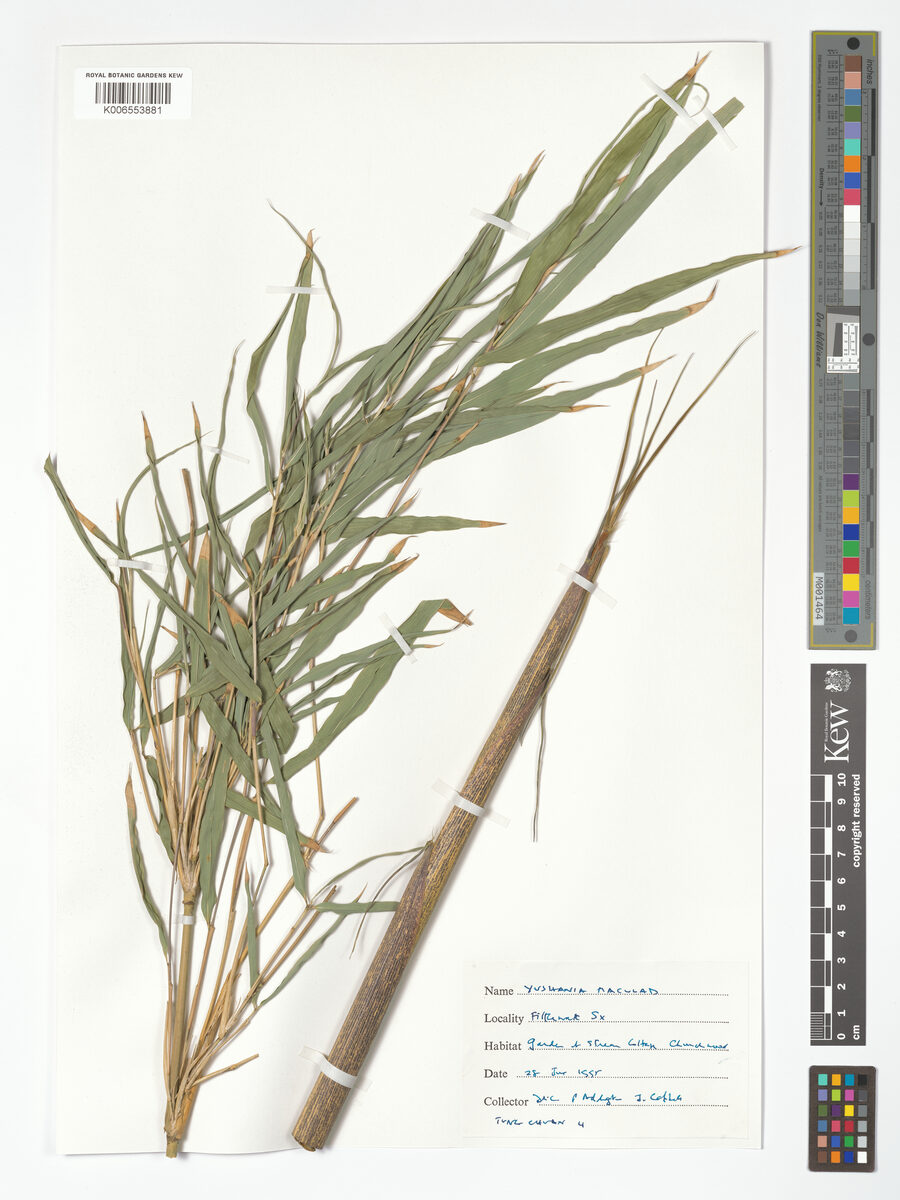 Yushania maculata (Maculata bamboo) — photo