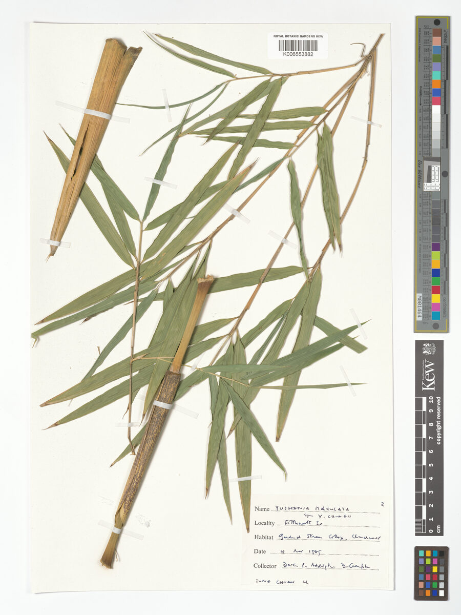 Yushania maculata