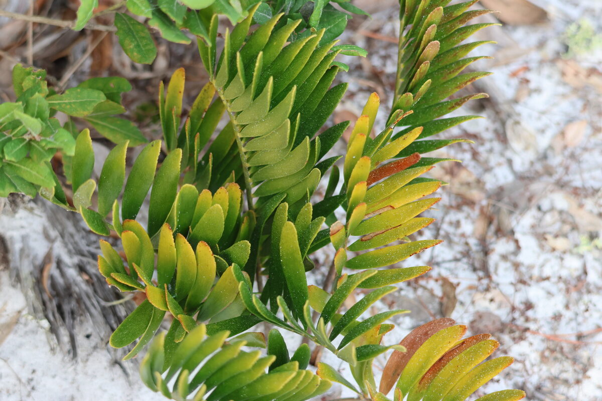 Zamia spp (Zamia cycads. Pine cone cycad) — photo