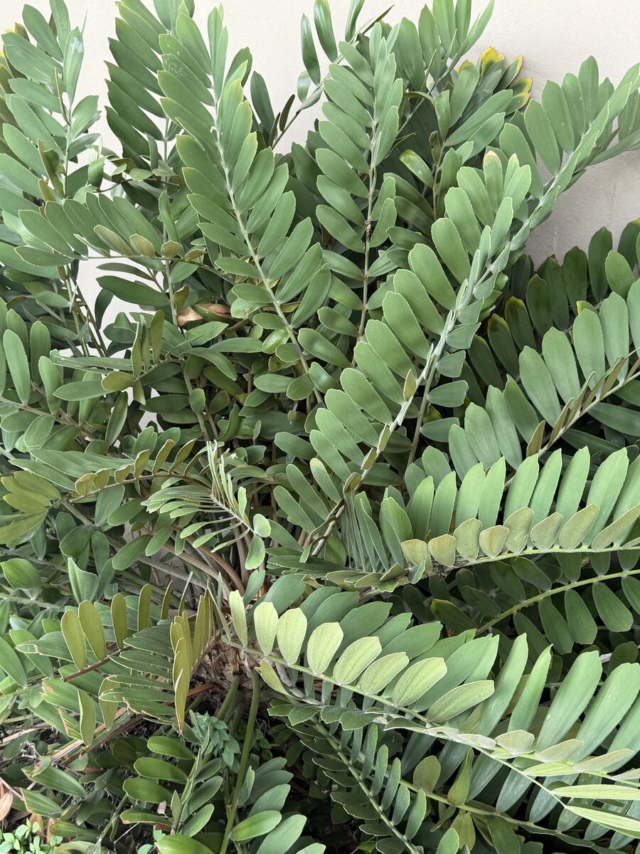 Zamia spp (Zamia cycads. Pine cone cycad) — photo