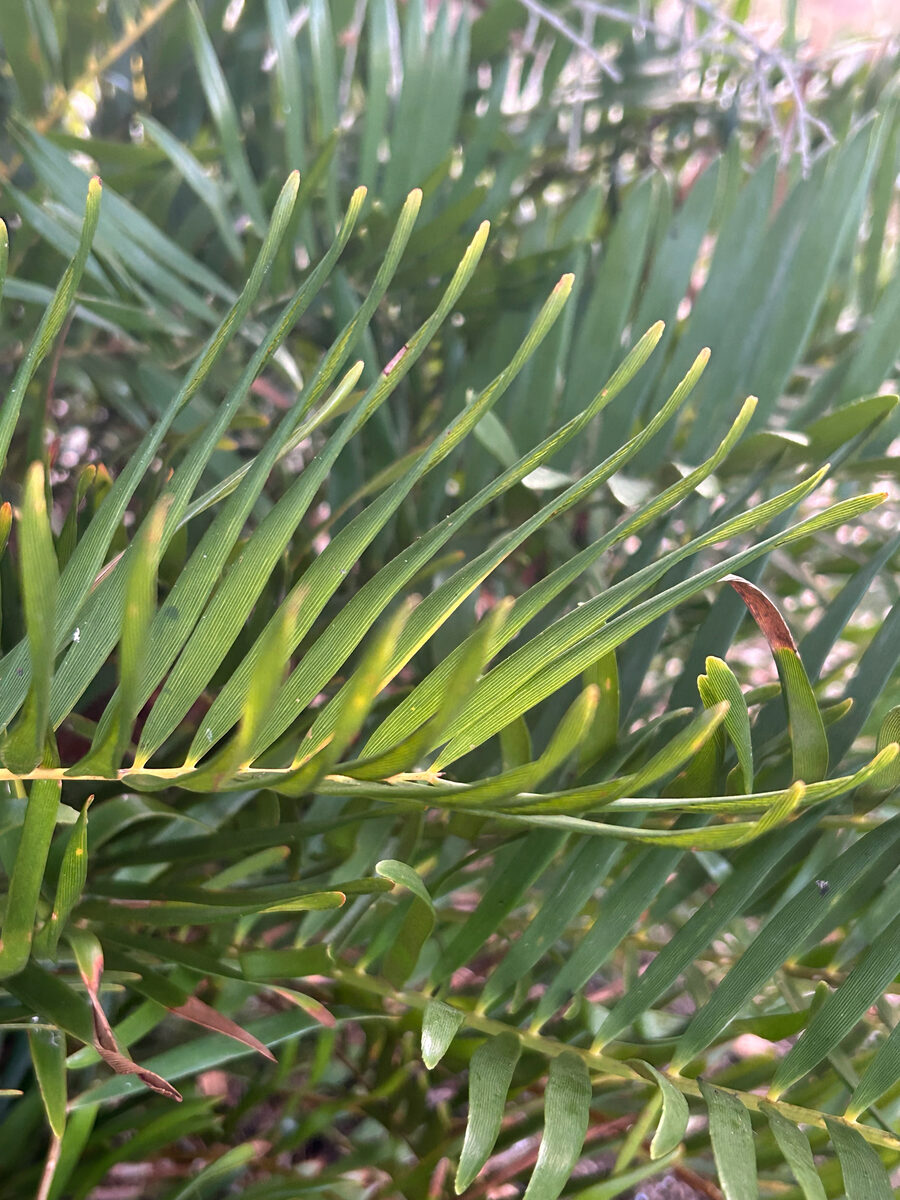 Zamia spp