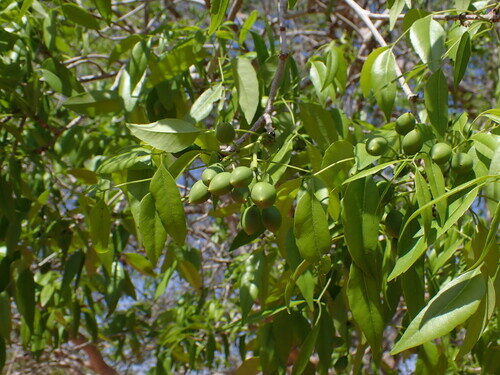 Zanha suaveolens — photo