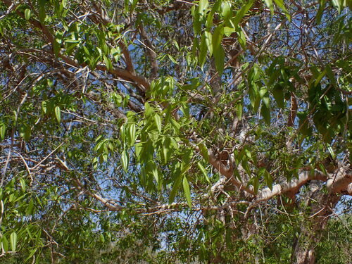 Zanha suaveolens — photo