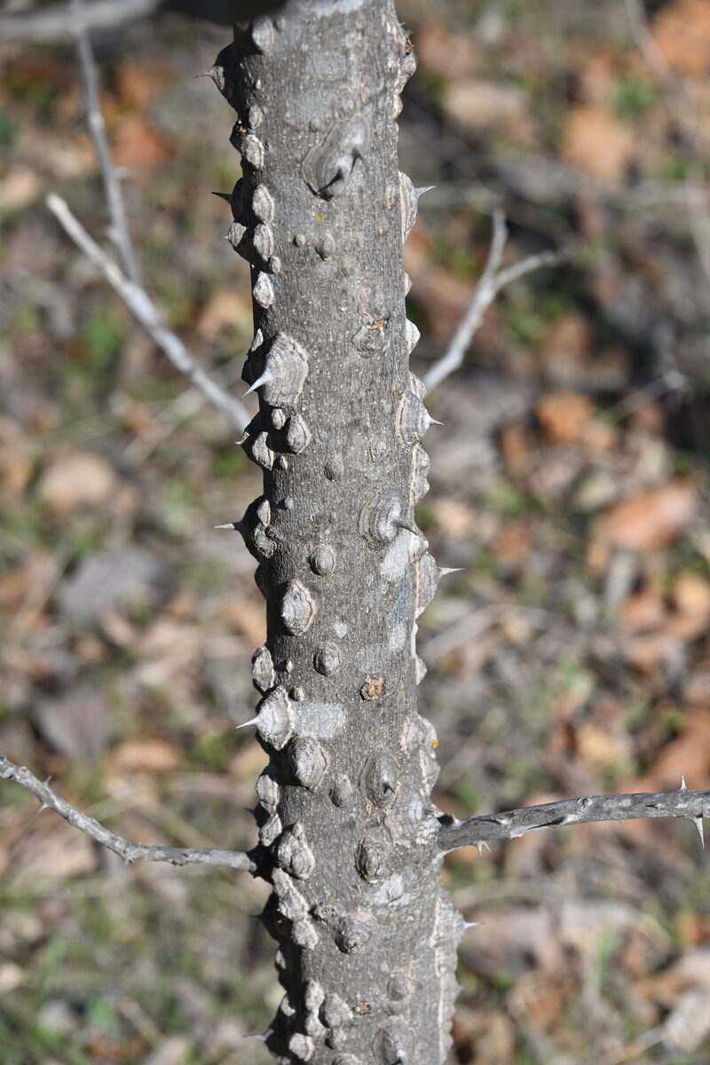 Zanthoxylum alatum (Winged Prickly Ash) — photo