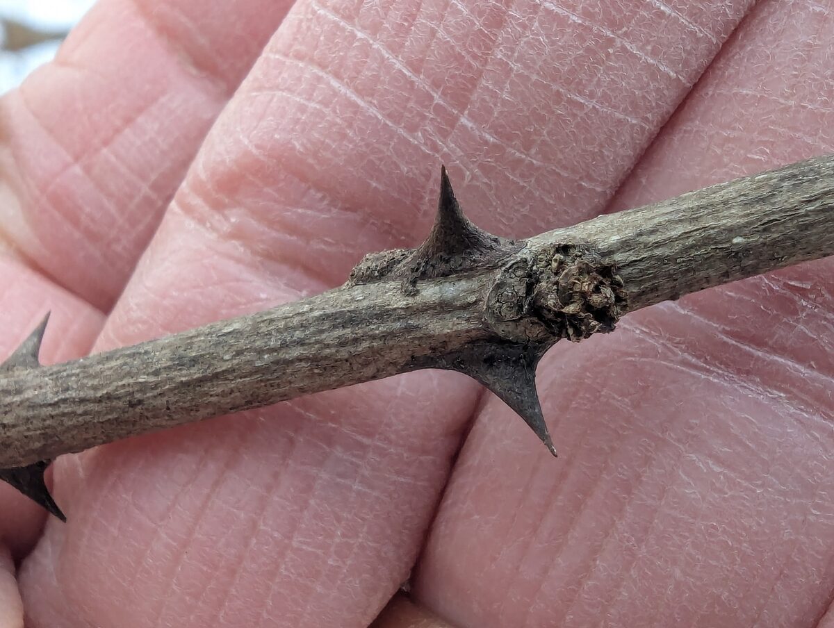 Zanthoxylum alatum (Winged Prickly Ash) — photo