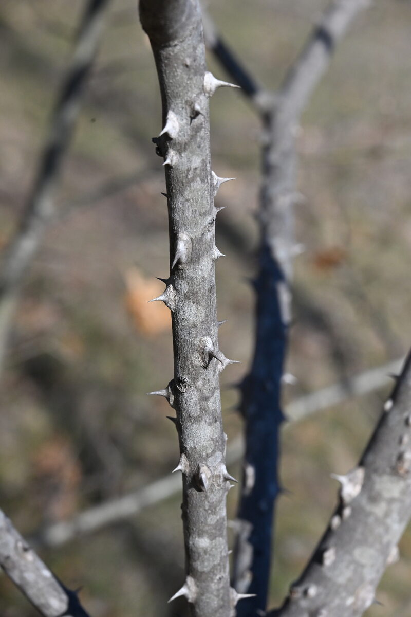 Zanthoxylum alatum