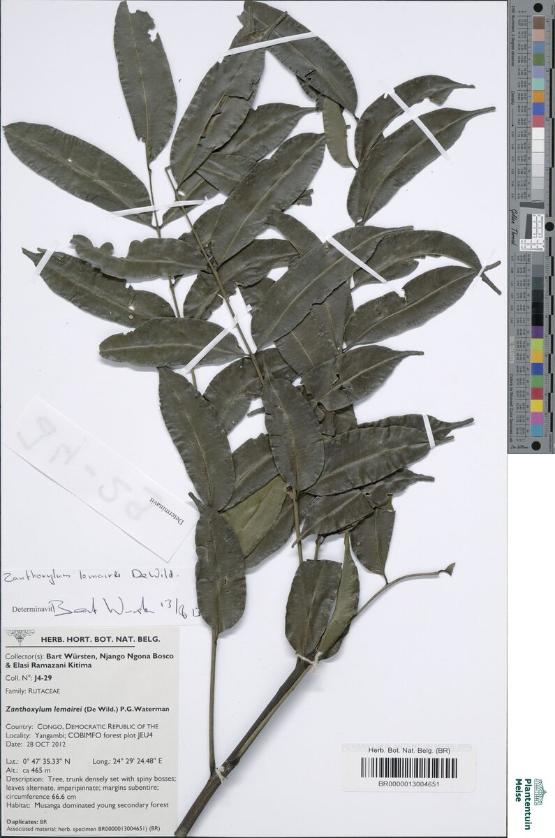 Zanthoxylum lemairei — photo