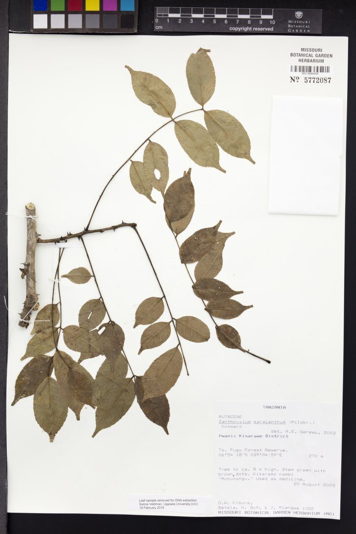 Zanthoxylum paracanthum — photo