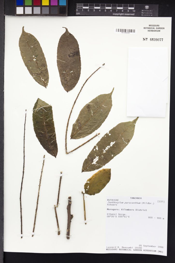Zanthoxylum paracanthum — photo