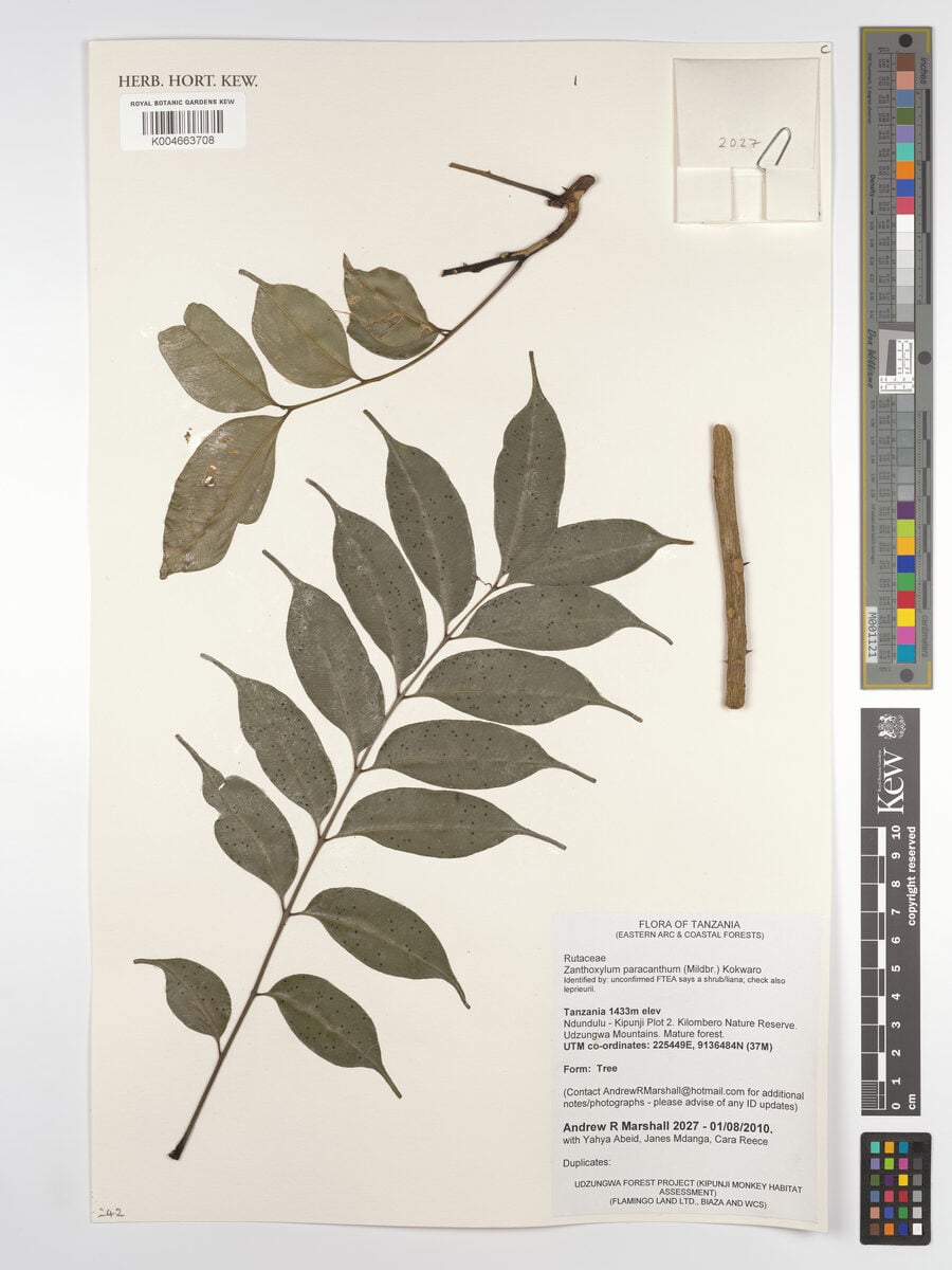 Zanthoxylum paracanthum