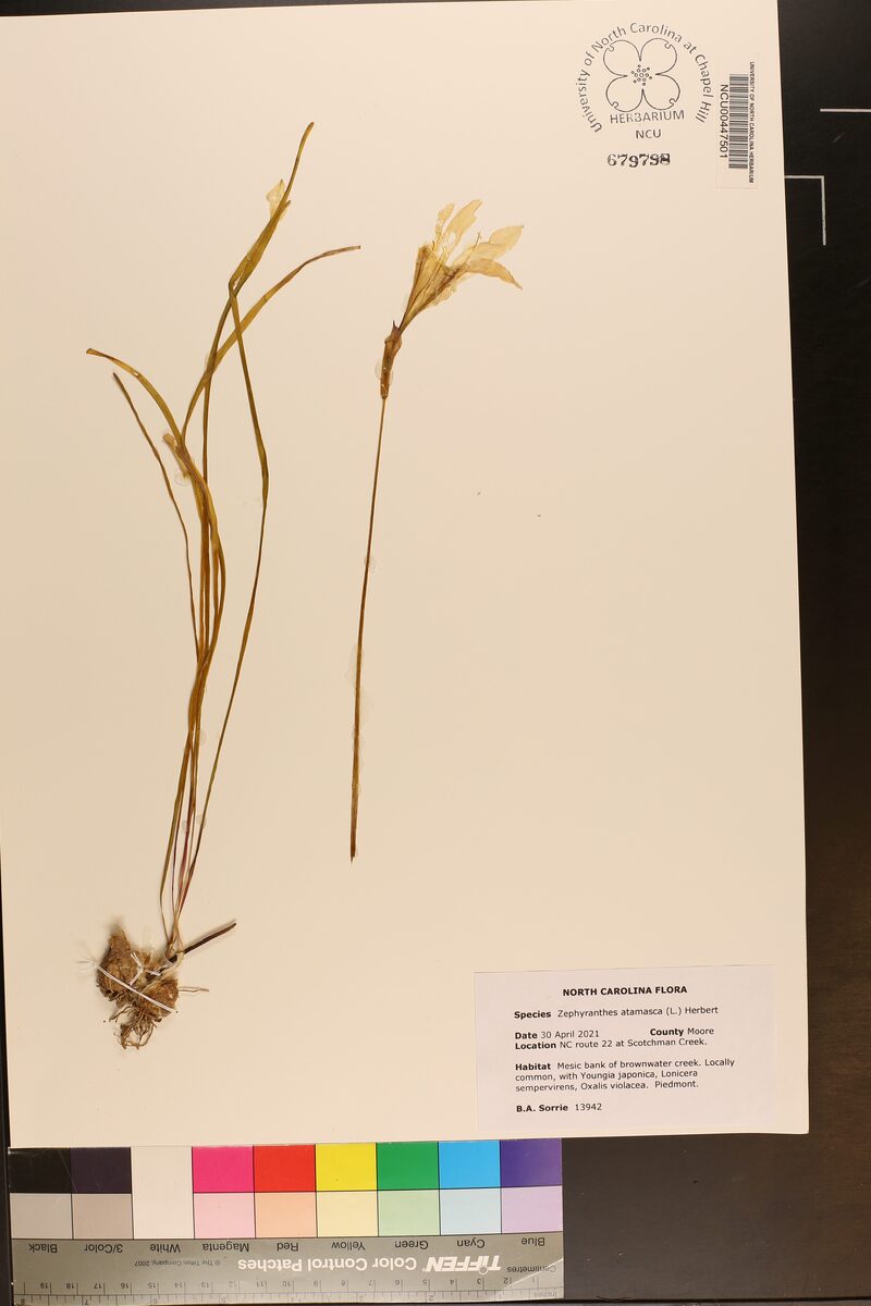 Zephyranthes atamasca - (L.)Herb. (Atamasco Lily) — photo