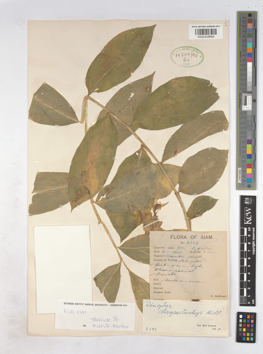 Zingiber chrysostachys (Lempui) — photo