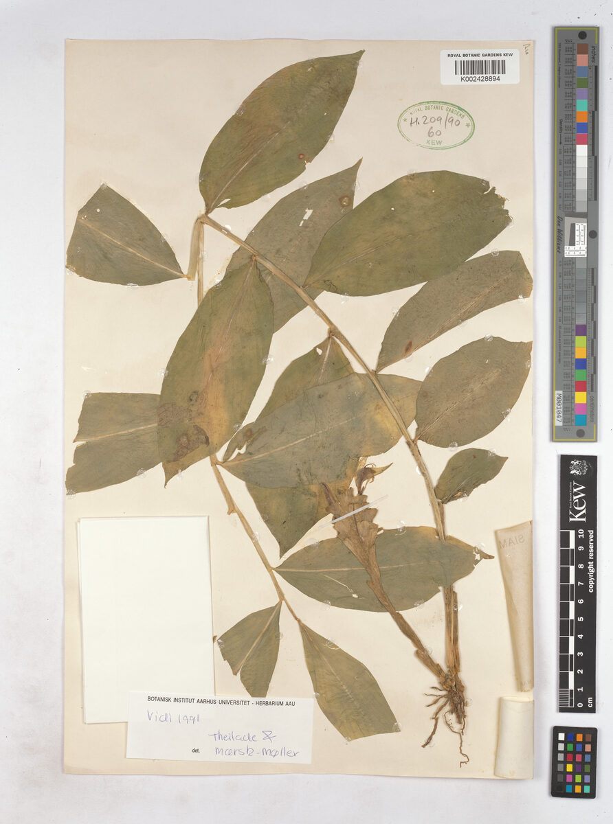 Zingiber chrysostachys