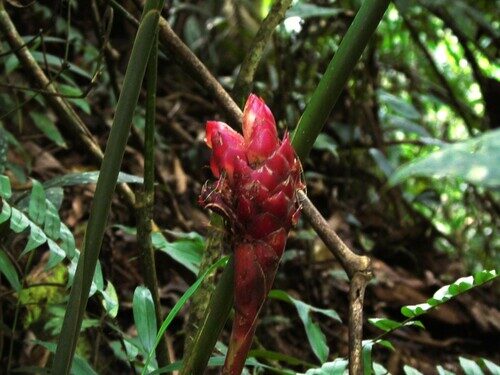 Zingiber odoriferum (Balakatoa) — photo