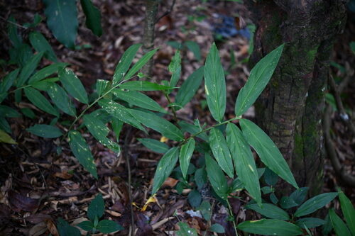 Zingiber smilesianum (Pawpruduu) — photo