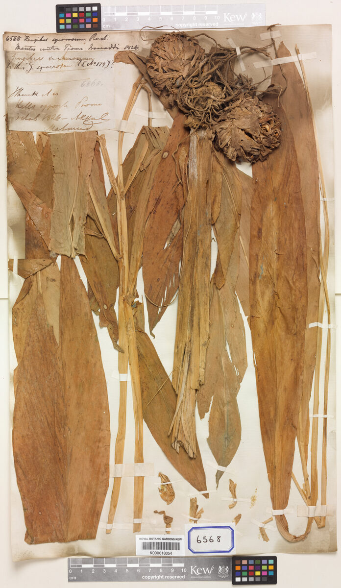 Zingiber squarrosum — photo