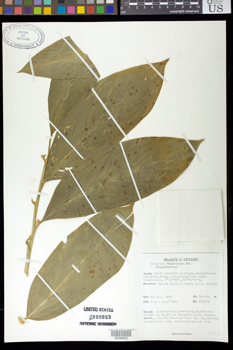 Zingiber wightianum — photo