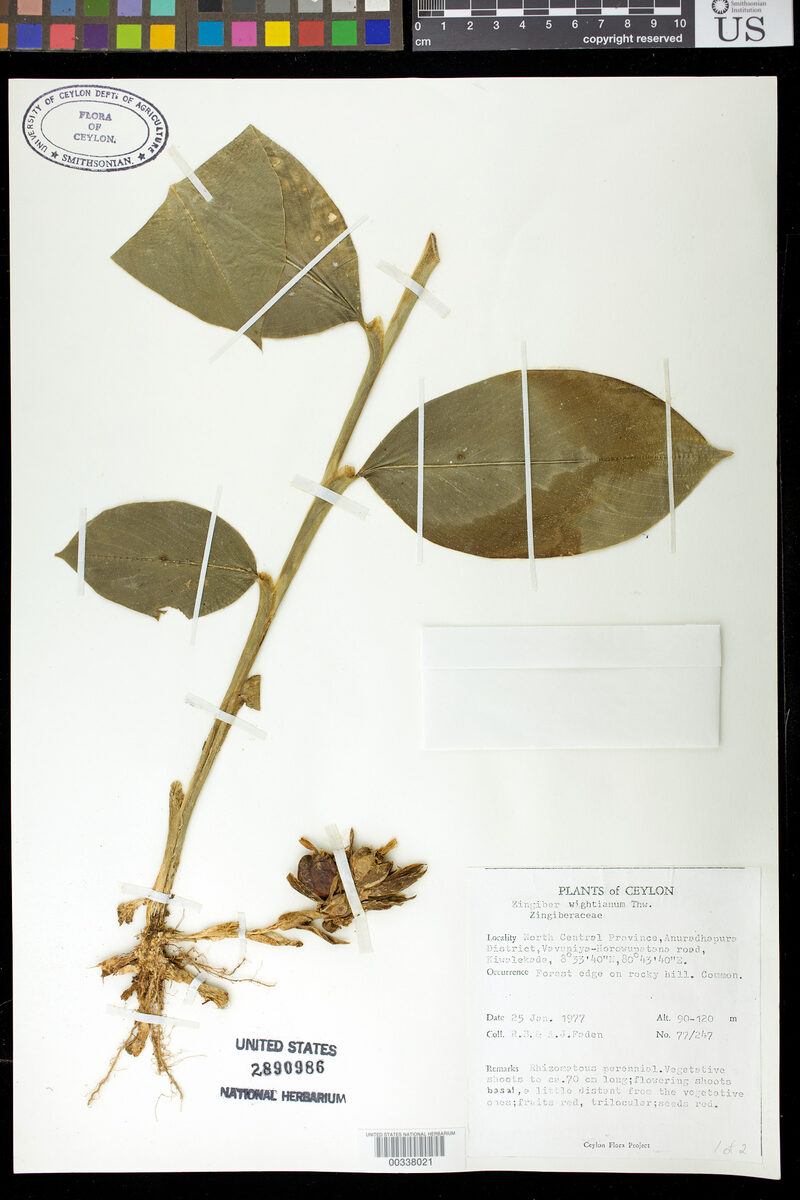 Zingiber wightianum — photo