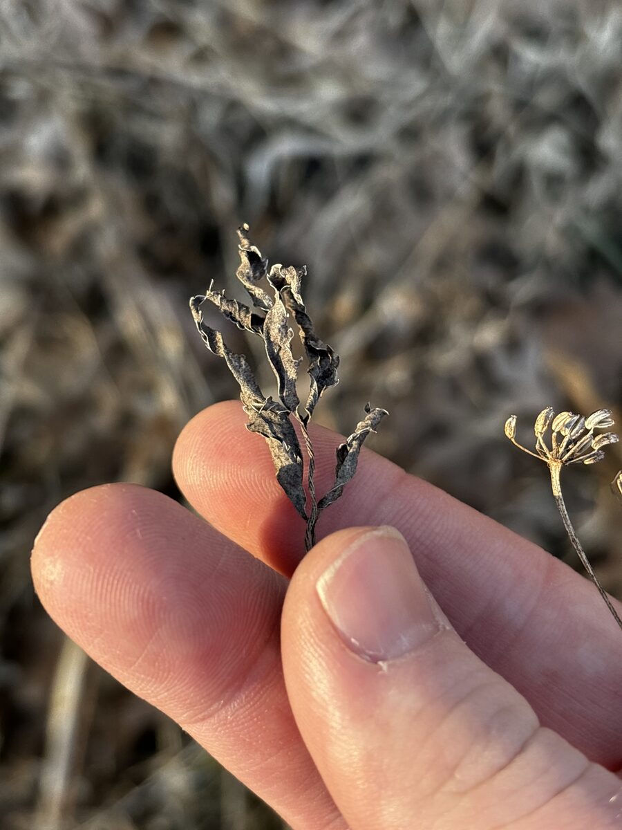 Zizia aurea - (L.)Koch.
