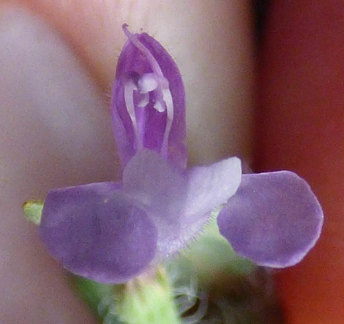 Ziziphora taurica subsp. cleonioides — photo