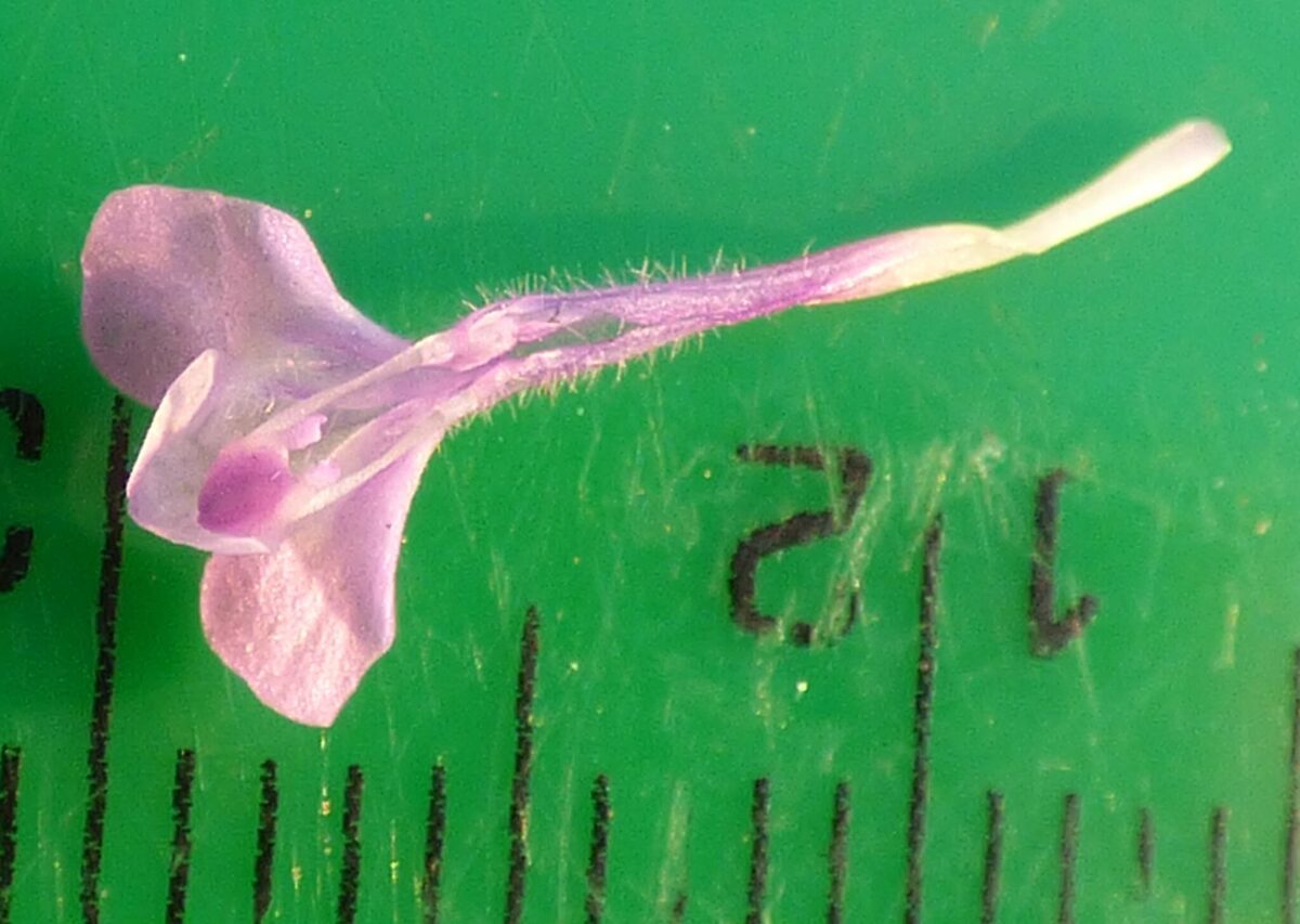 Ziziphora taurica subsp. cleonioides — photo