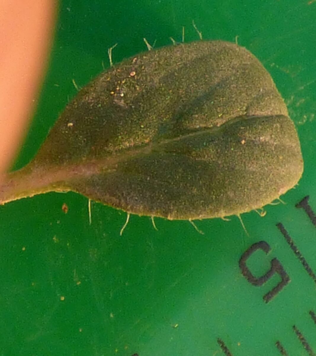 Ziziphora taurica subsp. cleonioides