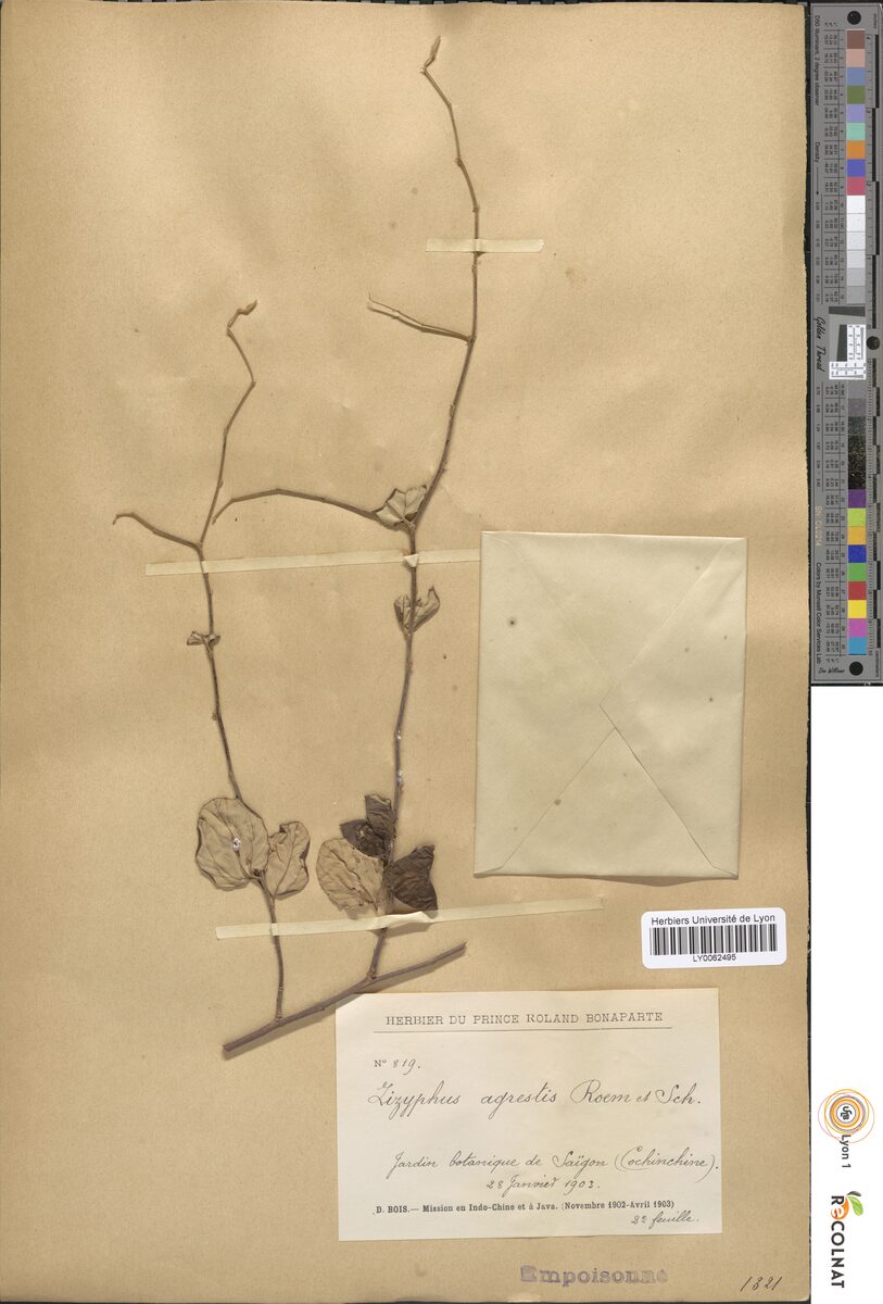 Ziziphus agrestis (Chinese date) — photo