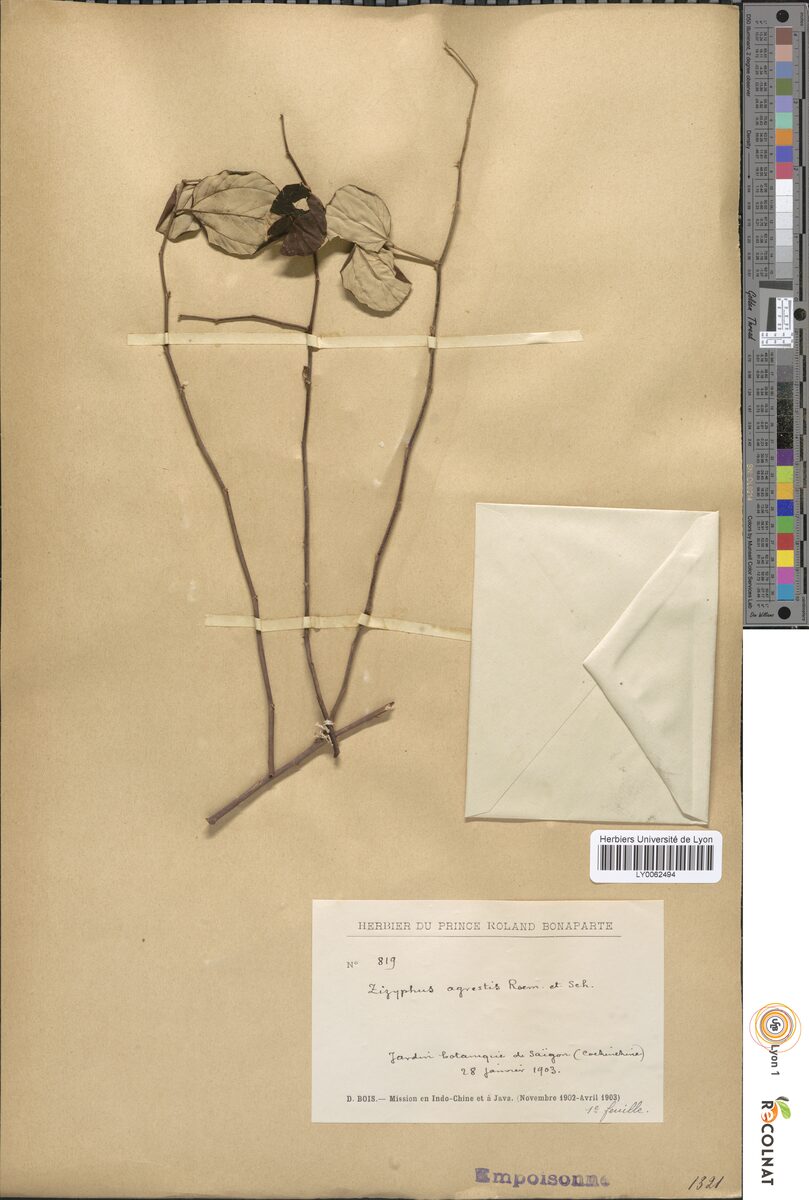 Ziziphus agrestis (Chinese date) — photo
