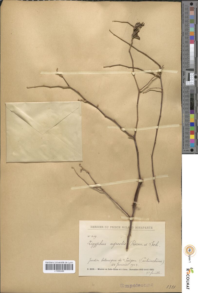 Ziziphus agrestis