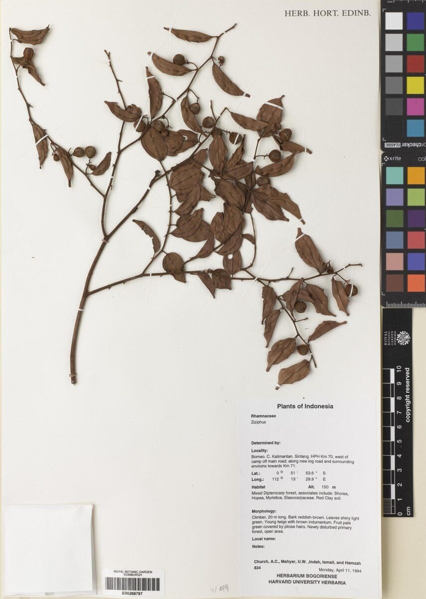 Ziziphus havilandii — photo