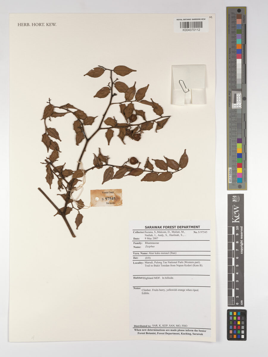 Ziziphus havilandii
