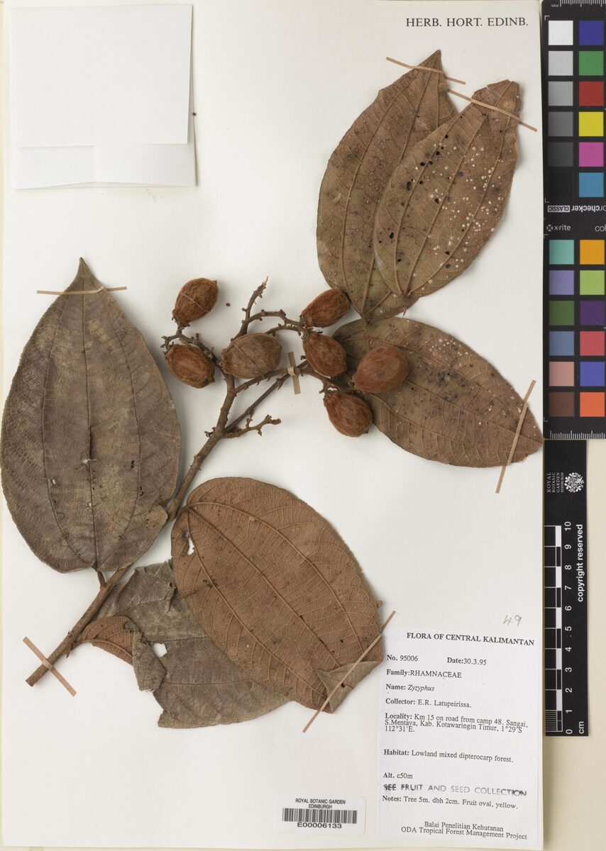 Ziziphus kunstleri — photo