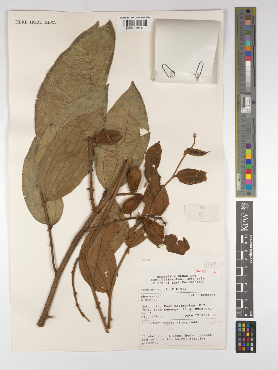Ziziphus kunstleri — photo