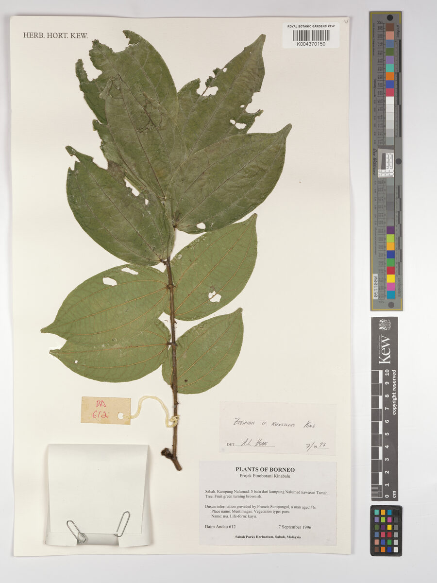 Ziziphus kunstleri