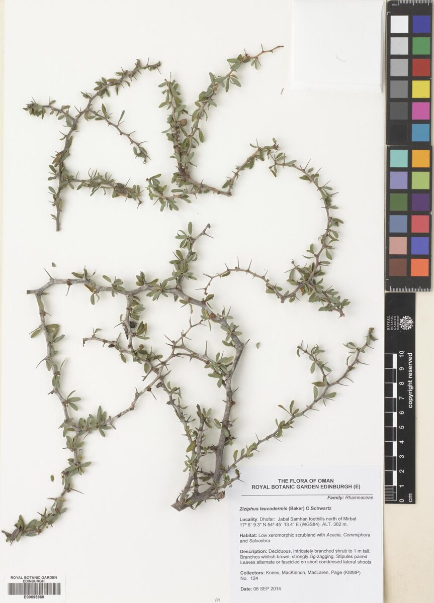 Ziziphus leucodermis — photo