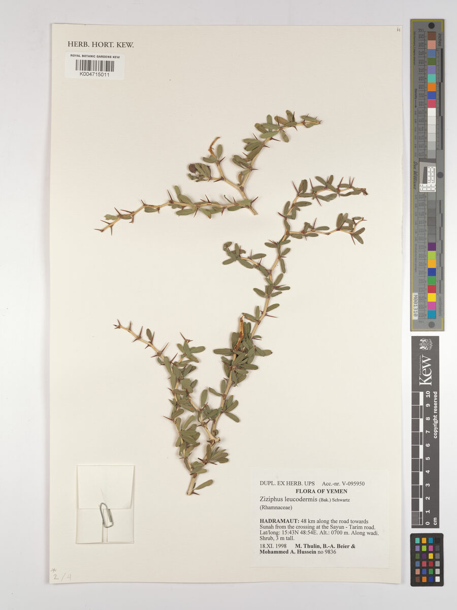 Ziziphus leucodermis — photo