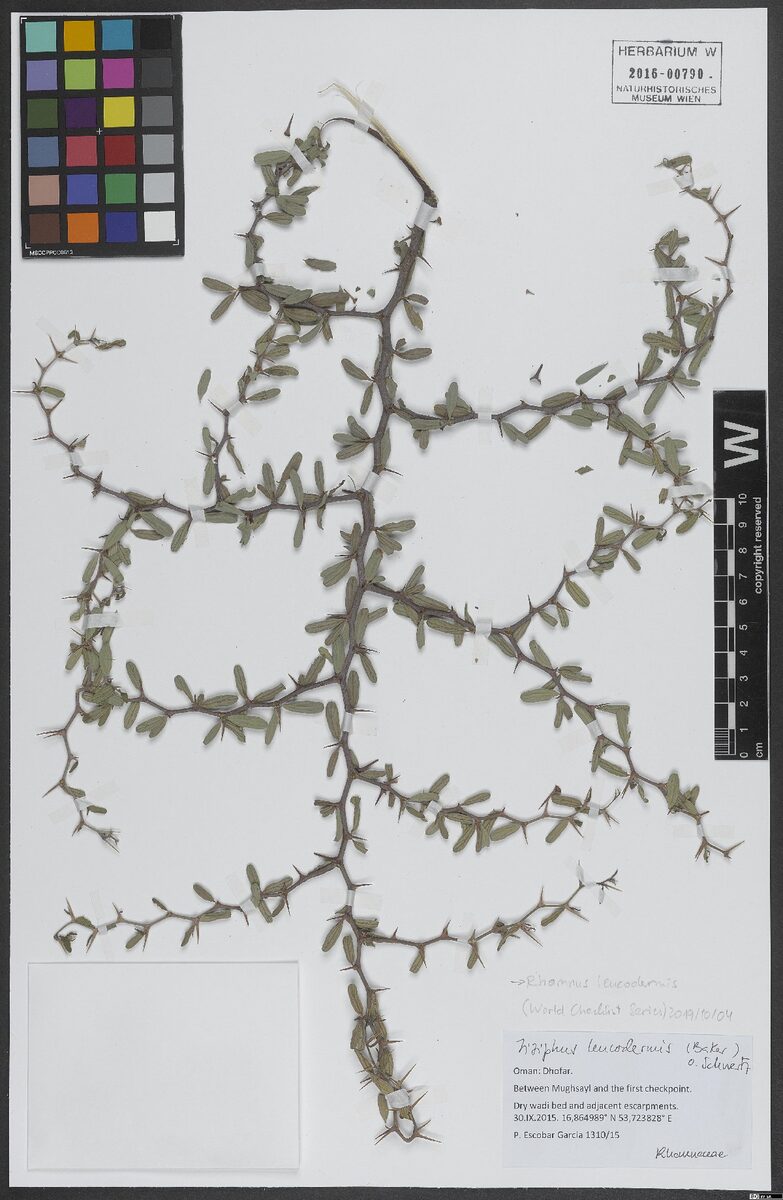 Ziziphus leucodermis